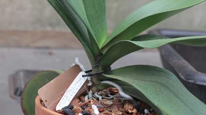 Getting moth orchid to bloom can be tricky